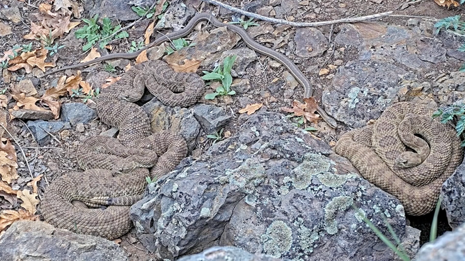 Snakes resting.